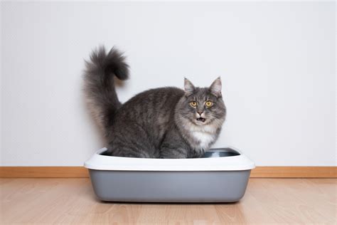 my cat is leaking poop|Rectal Polyps in Cats: Our Vet Explains the Causes,。